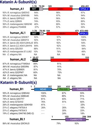 The Mammalian Family of Katanin Microtubule-Severing Enzymes